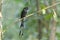 Greater racket-tailed drongo bird in Nepal