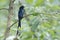 Greater racket-tailed drongo bird in Nepal