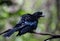 Greater Racket-tailed Drongo Dicrurus paradiseus