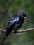 Greater Racket-tailed Drongo Dicrurus paradiseus