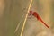 Greater Red Skimmer dragonfly perching on dry grass stem