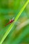 Greater Red Skimmer dragonfly perching on rice leaf with green blur background