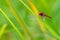 Greater Red Skimmer dragonfly perching on rice leaf with green blur background