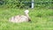 greater rhea bird, Nandu