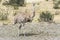 Greater rhea - nandu - bird in grassland pampa near Torres del Paine