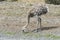 Greater rhea - nandu - bird in grassland pampa near Torres del Paine