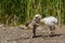 Greater rhea or nandu chick on the ground