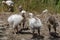 Greater rhea or nandu chick on the ground