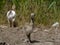 Greater rhea or nandu chick on the ground