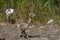 Greater rhea or nandu chick on the ground