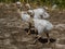 Greater rhea or nandu chick on the ground