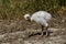 Greater rhea or nandu chick on the ground