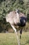 Greater rhea (Rhea americana)