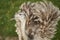 The greater rhea Rhea americana is a flightless bird found in eastern South America.