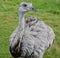 Greater rhea Rhea americana is a flightless bird found in eastern South America.