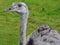 Greater rhea Rhea americana is a flightless bird found in eastern South America.