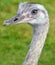 Greater rhea Rhea americana is a flightless bird found in eastern South America.