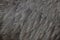 Greater rhea Rhea americana. Plumage texture.