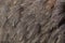 Greater rhea Rhea americana. Plumage texture.