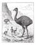 Greater Rhea or Rhea americana, vintage engraving