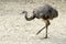 Greater Rhea on sand