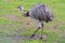 Greater rhea, species of flightless bird native to eastern South America