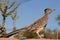 Greater Road Runner