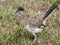 Greater Roadrunner