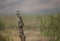 Greater Roadrunner in Arizona