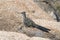 Greater Roadrunner bird, Lake Watson, Prescott Arizona USA