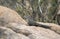 Greater Roadrunner bird, Lake Watson, Prescott Arizona USA