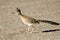 Greater Roadrunner Bird Running, Arizona, USA