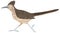 greater roadrunner bird vector illustration transparent background