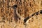 Greater Roadrunner at Bosque del Apache