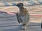 Greater roadrunner in Death Valley National Park, California, USA