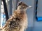 Greater roadrunner in Death Valley National Park, California, USA