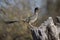 Greater roadrunner, Geococcyx californianus