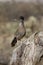 Greater roadrunner, Geococcyx californianus