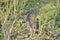 Greater Roadrunner Geococcyx californianus sitting in a California native plant shrub