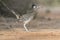 Greater Roadrunner in Rio Grand Valley of Southern Texas, USA