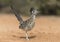 Greater Roadrunner in Rio Grand Valley of Southern Texas, USA