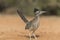 Greater Roadrunner in Rio Grand Valley of Southern Texas, USA