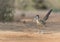 Greater Roadrunner in Rio Grand Valley of Southern Texas, USA