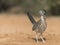 Greater Roadrunner in Rio Grand Valley of Southern Texas, USA