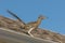 Greater Roadrunner on Roof of House