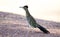 Greater Roadrunner, Tucson Arizona desert