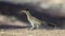 Greater Roadrunner, Tucson Arizona desert