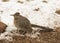 Greater roadrunner waiting for prey