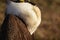 Greater Sage Grouse Beautiful Detail Ruff And Head Plumage