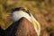 Greater Sage Grouse Beautiful Detail Ruff And Head Plumage